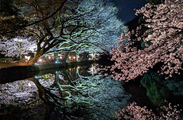 【高松】栗林公園「令和6年春のライトアップ」開催！光と桜のコラボレーションにうっとり♪