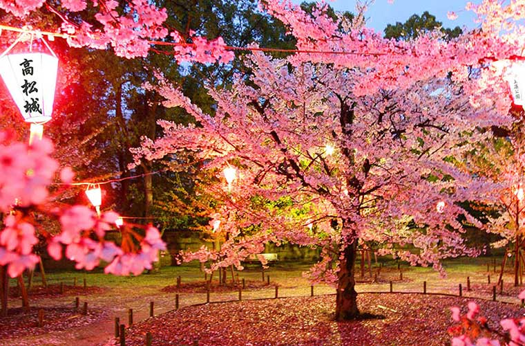 【高松】玉藻公園「桜見物夜間無料開放」を開催！夜桜を眺めながら花見や散歩はいかが？
