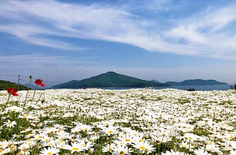 【三豊】フラワーパーク浦島で「マーガレット開花シーズン」到来！青と白の絶景をお楽しみに